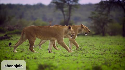 Pair of Lionesses Walking Together