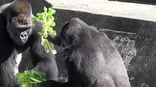 Gorilla gives Silverback her food 🥰🥰