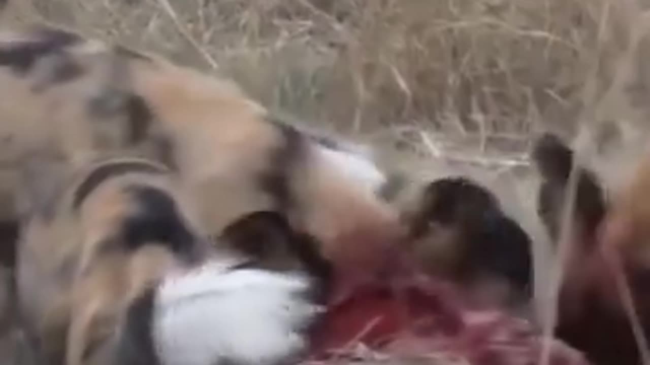 Tigers attack on dogs