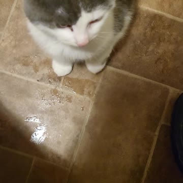 Little baby wolf our baby kitten