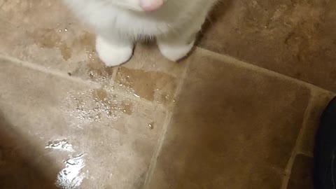 Little baby wolf our baby kitten
