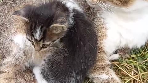 Anne Kedi Yavrusuyla Çok Güzel