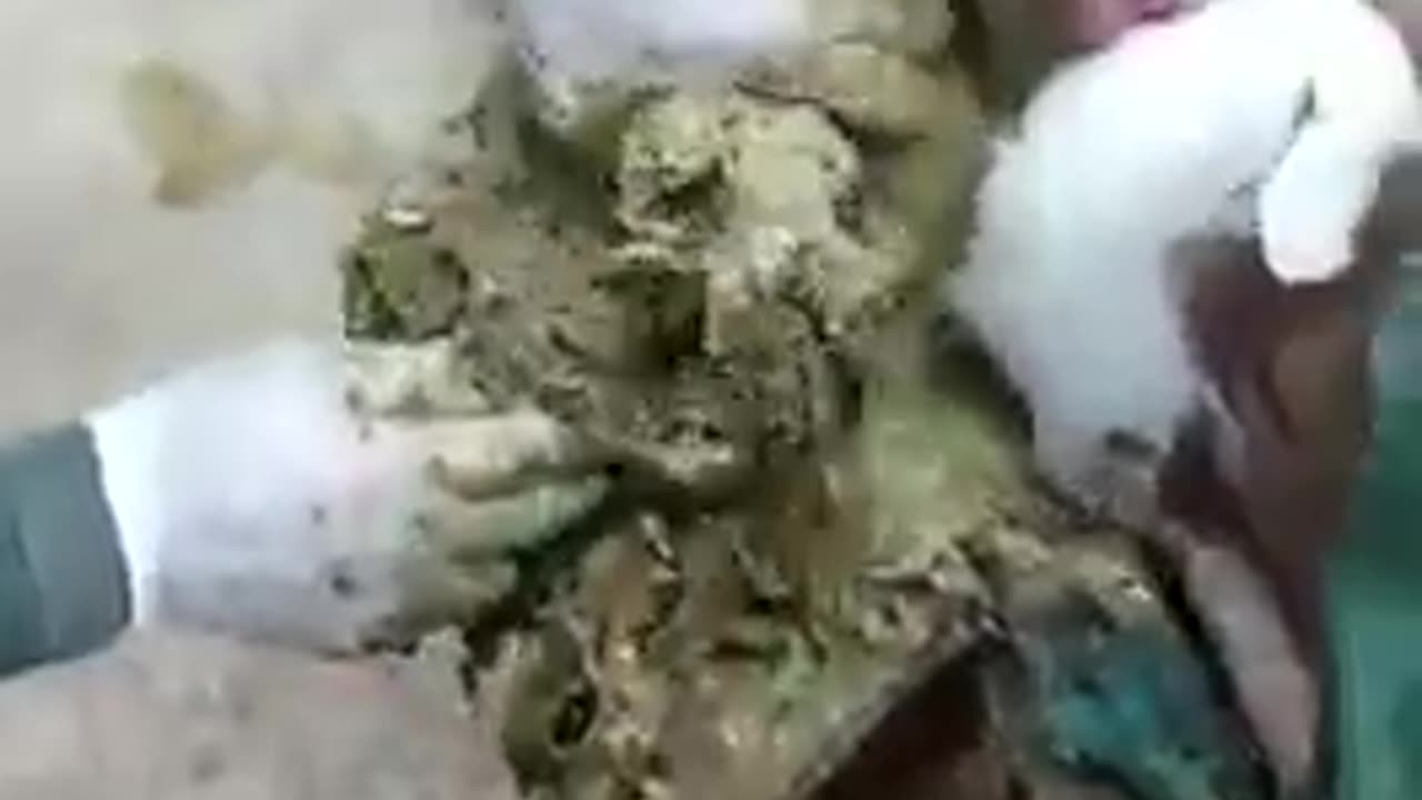 removing plastic. huge waste and plastic found in cow's stomach. rumenotomy , operation,surgery