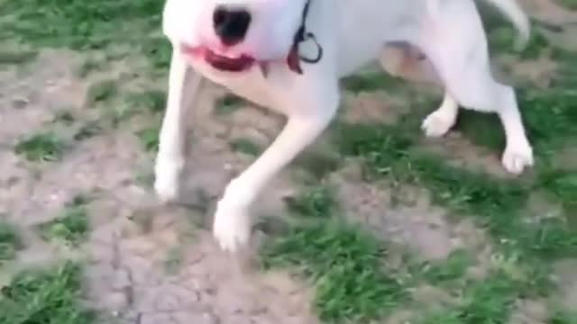 Dangerous look of dog