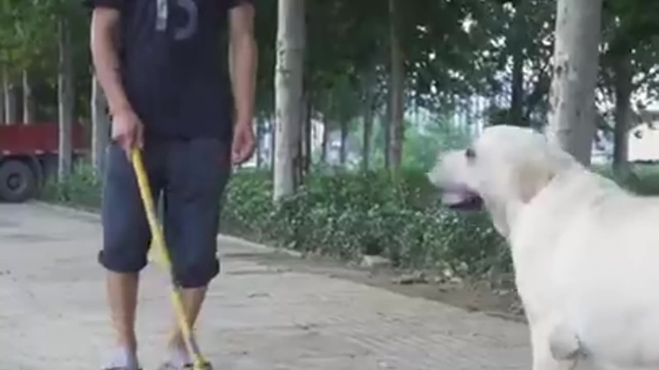 DOG SAVE BLIND MAN LIFE #SHOTS #DOGSAVE #YOUTUBESHOTS