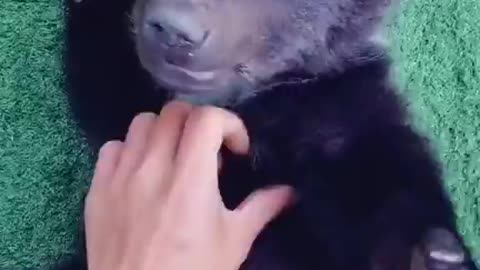 Bears Are Beautiful ❤️❤️❤️