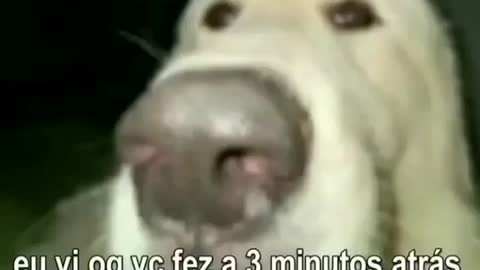 Funny vídeo.