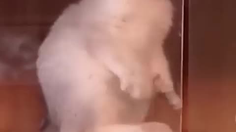 very funny cat video