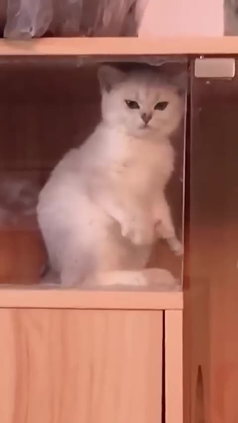 very funny cat video