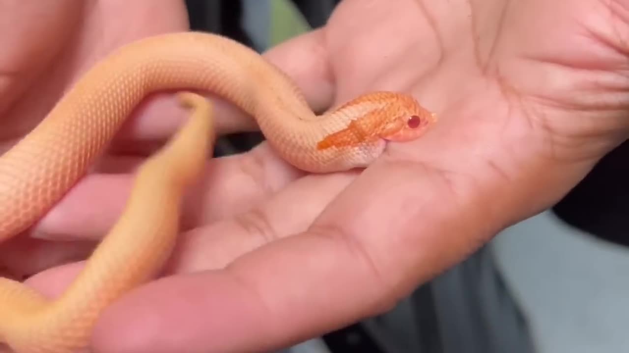 Hognose Snake ! Bite western hognose snake #thatmoment