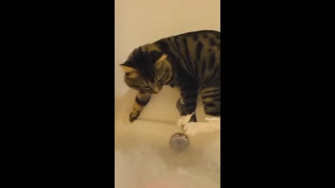 Funny Animals Video best cat 🐱 cute cat