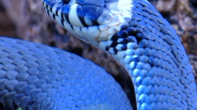 Snake short video