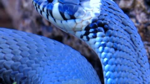 Snake short video