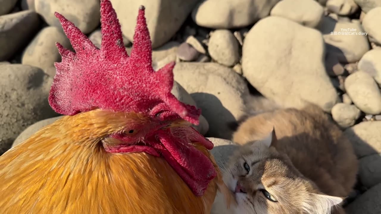 so funny and cute--_The kitten took the rooster on an outdoor trip.The happiest rooster in the world