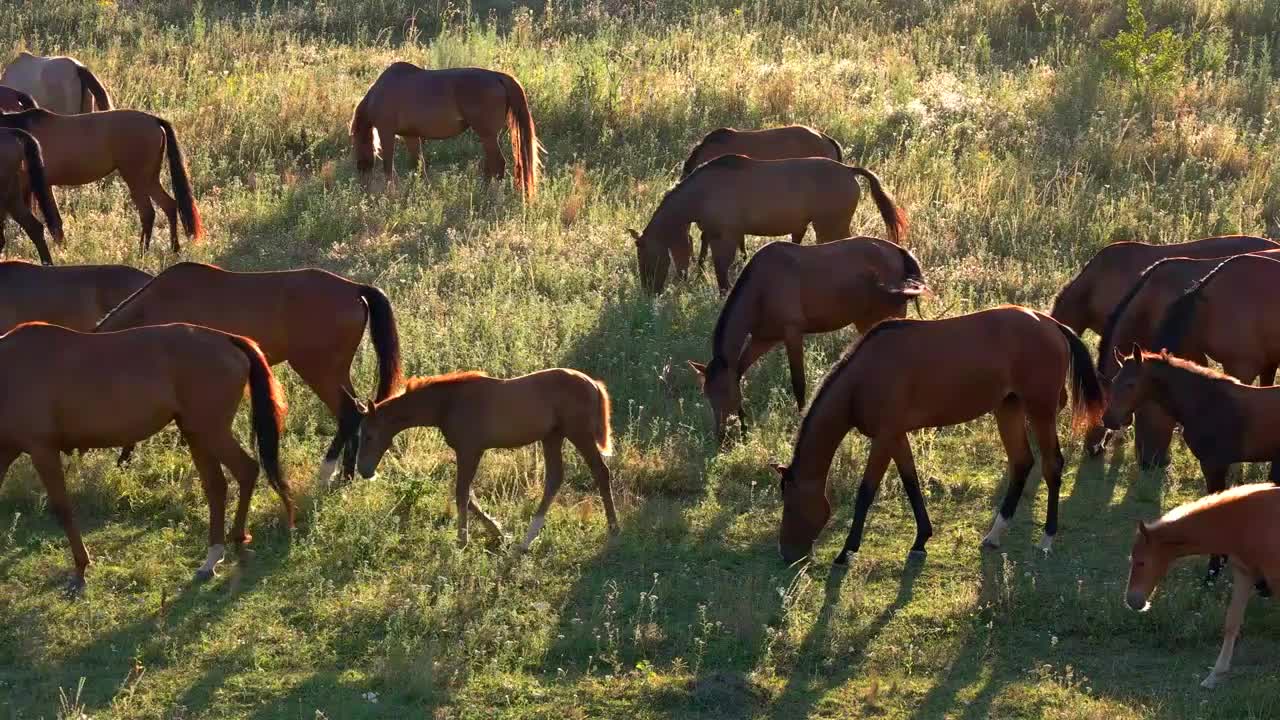 Horses walk and eat grass. Brown horses on meadow. Animals in the wild. Adapt and survive