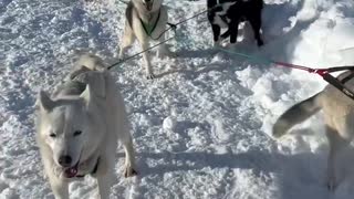 Puppy’s first sled run.