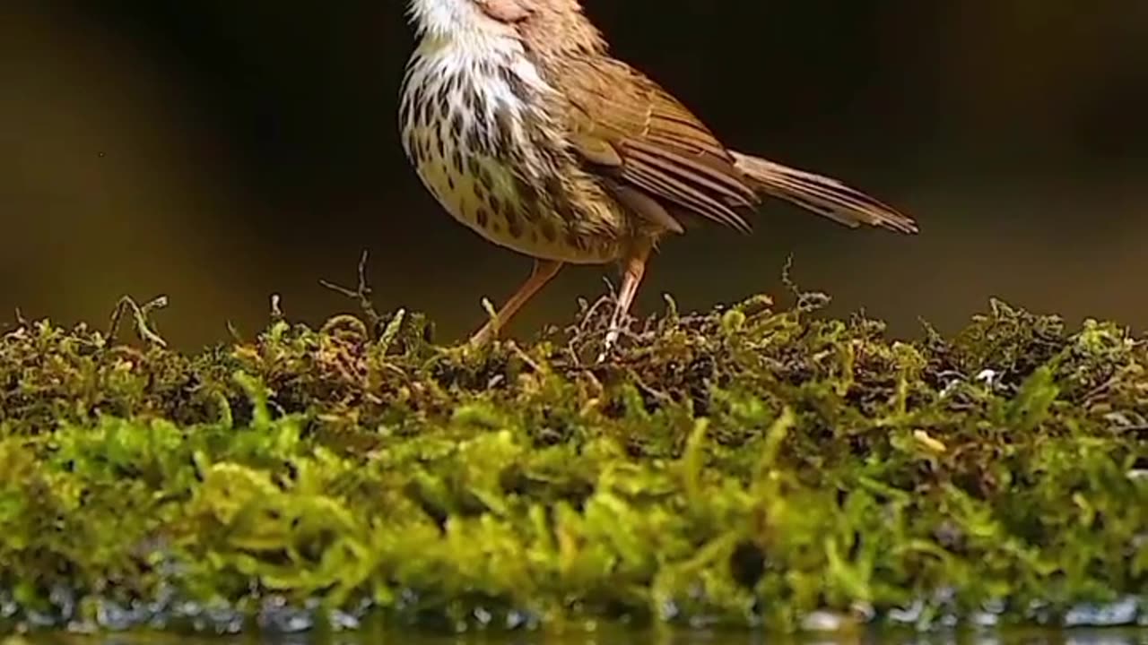 Nature of beauty
