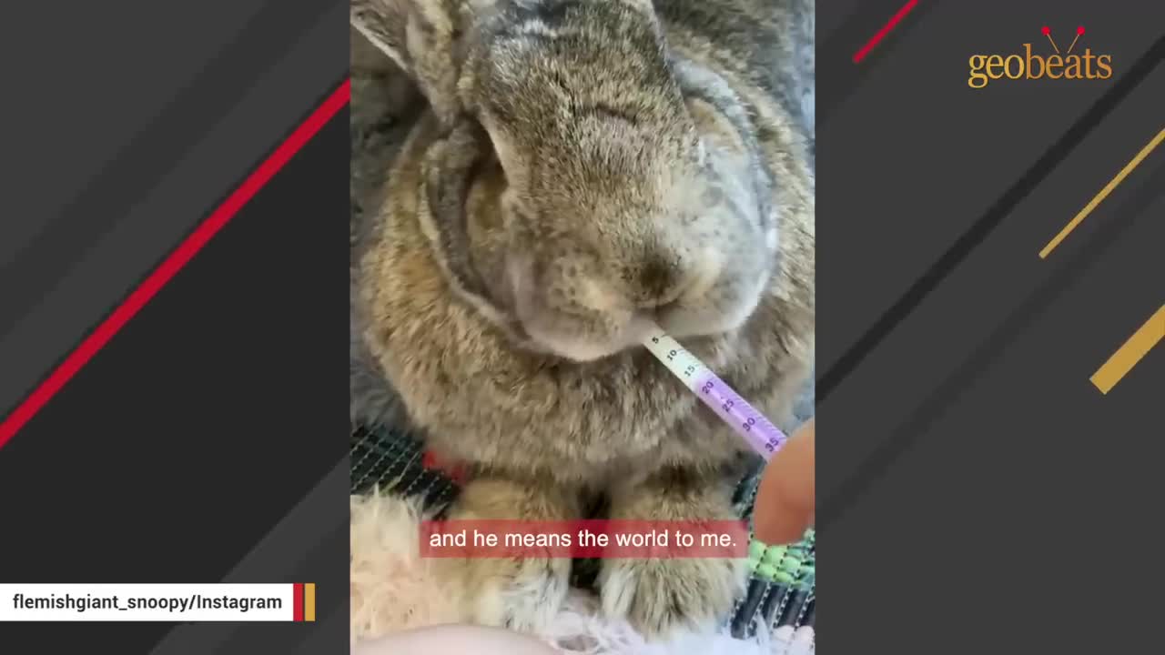 Senior bunny is having existential crisis