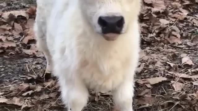 cow baby video