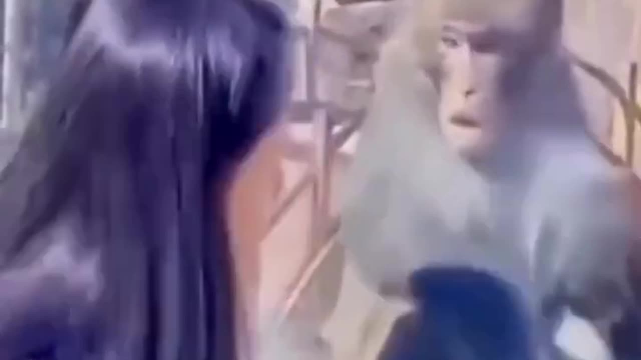 Funny animal