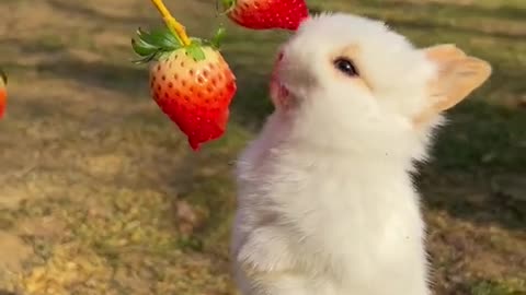 Funny rabbit 🐰 cute 🐇 rabbit