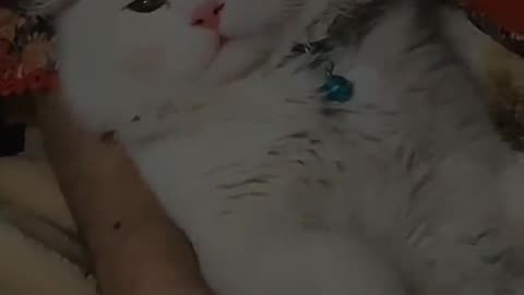 Funny cats