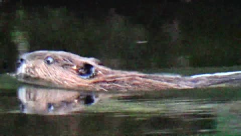 Beaver