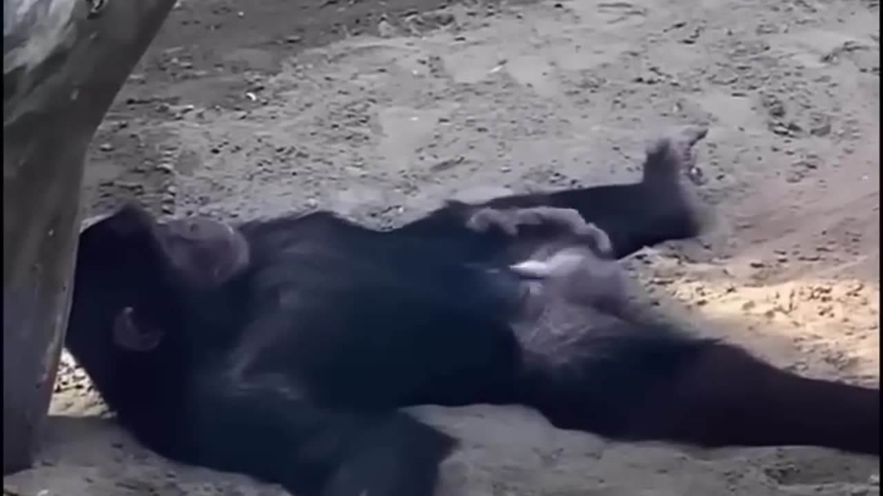 Funny Gorilla 😂 Moments Video