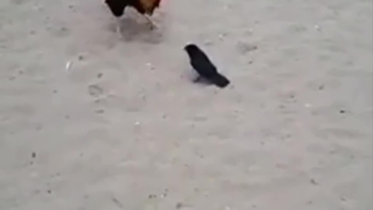 دعوای خروس و سار Rooster and starling fighting