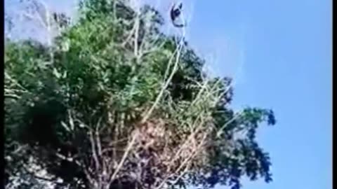 Monkey Flying / True Friendship / Funny videos /