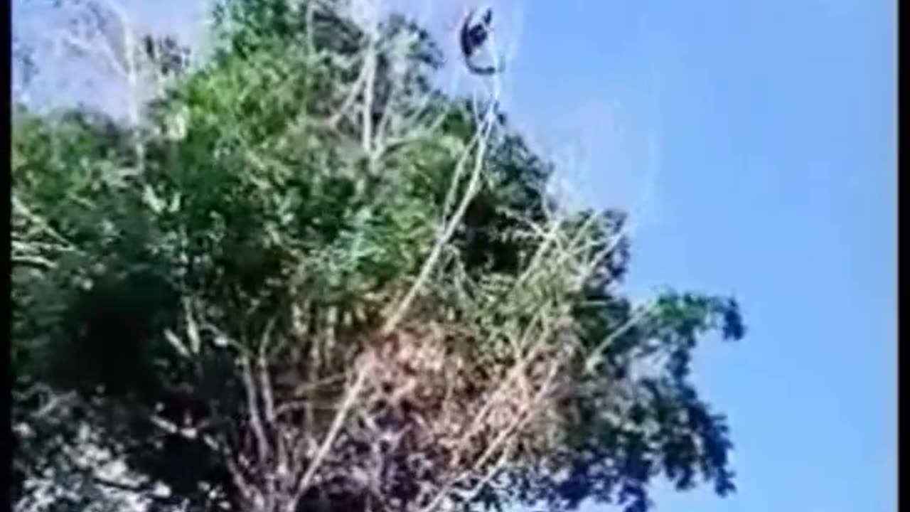 Monkey Flying / True Friendship / Funny videos /