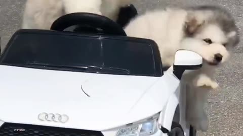 Funny riding cat