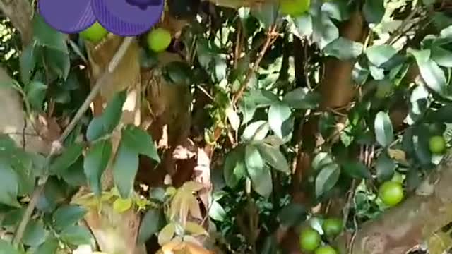 Jaboticaba tree in its 3rd harvest. These will be ripe in a few days.