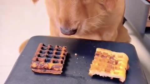 Very clever dog