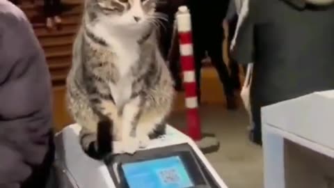 Funny Cat Videos