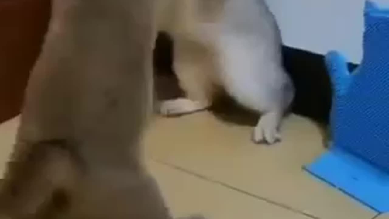 Funny Cats 😹 short video 2023 - TrendyRumble