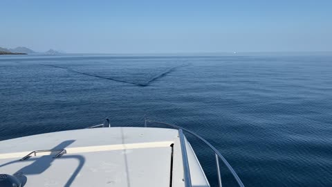 Brudge Shark Sighted in Lofoten, Norway