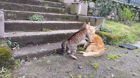 Cats epic fight!