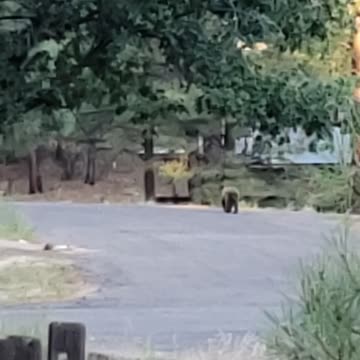 Black Bear in neighborhood