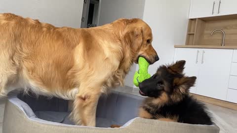 My Dog Reacts to Puppy Stealing His Bed