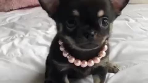 Cute Chihuahua with pearls