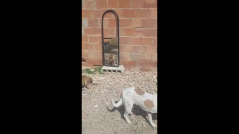 Try not to laugh at these funniest animals compilation 😂funny animals video (2023) Best Moment