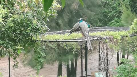 The peacock
