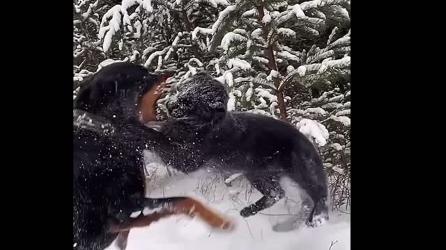 Funny puppy