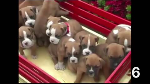 Top 10 Cutest Boxer Puppies Compilation