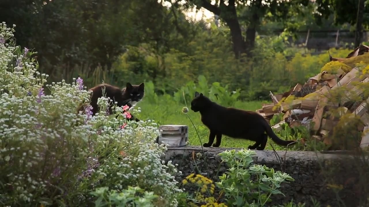 6 Bran cat breeds suited for the fram