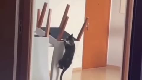 Funny Pets