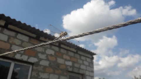 Dragonfly on a string