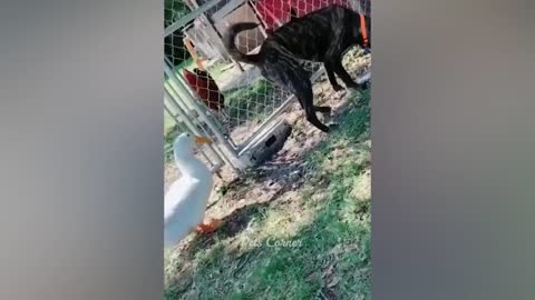 Funniest Animals 2022 😂