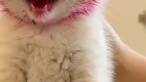 Funny videos pets